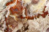 Freestanding, Polished Petrified Wood - Madagascar #384349-1